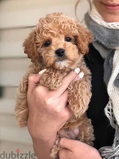 toy Poodle Imported brown