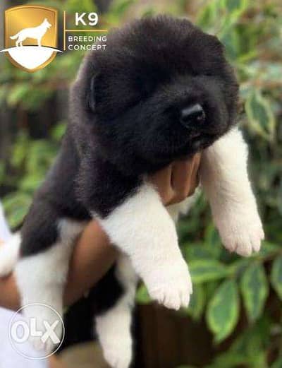 American Akita