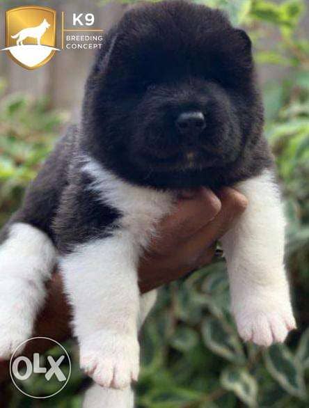 American Akita 1