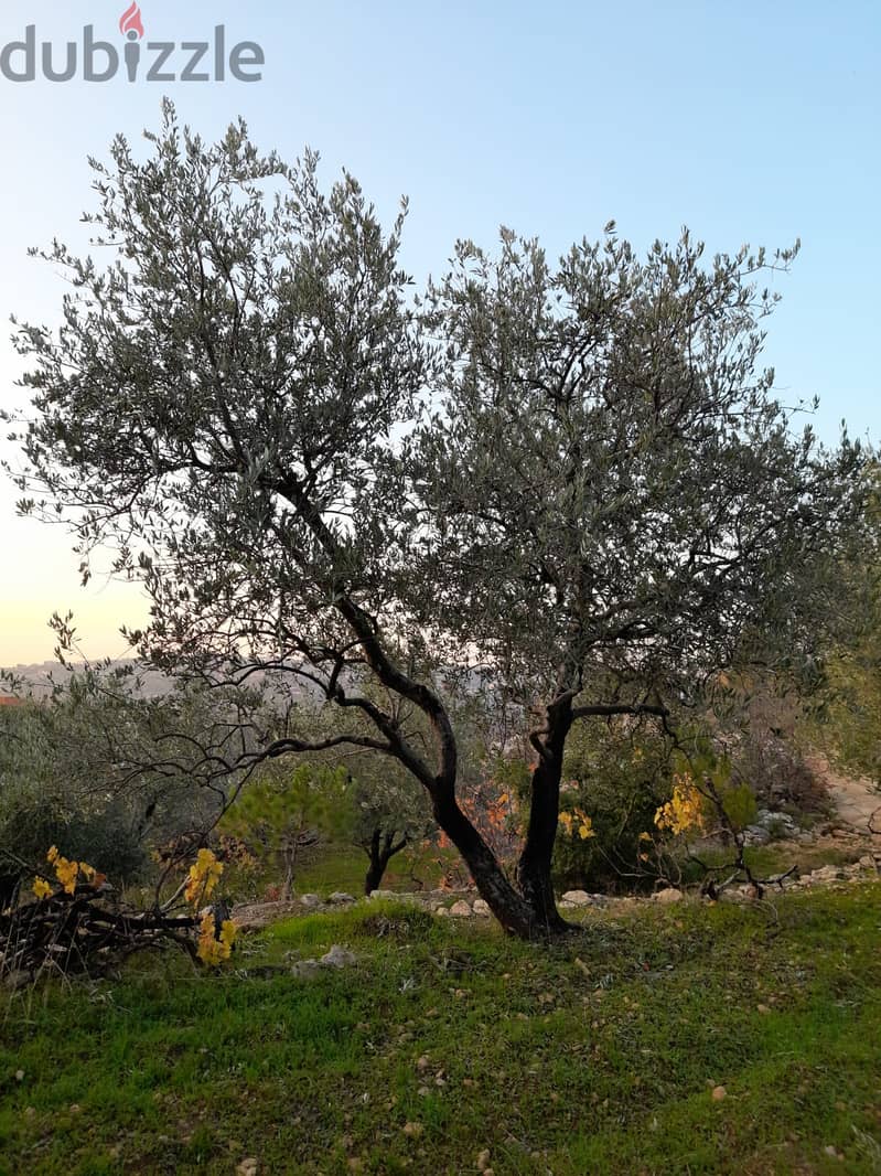 Chouf عقار رائع منطقة فلل صك اخضر طريق رئيسي زيتون مثمر 8