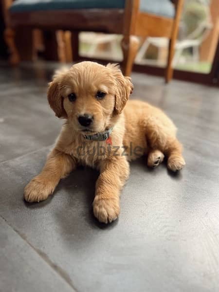 Golden Retriever Goldcolor 0