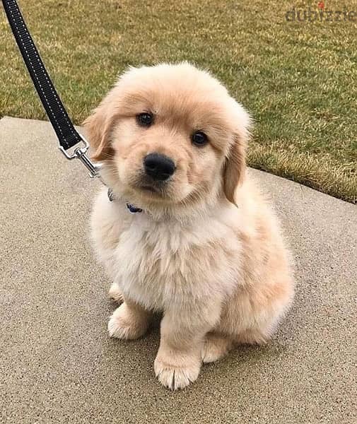 Golden Retriever Gold gold 0