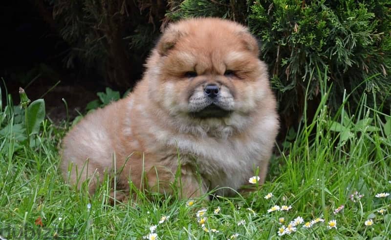 Chowchow 1