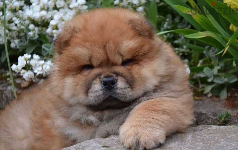 Chowchow 2