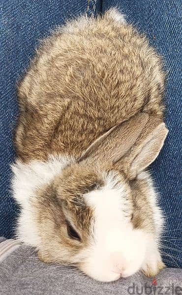 new rabbits for sale 7