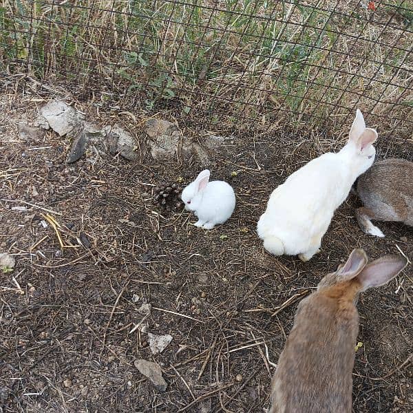 new rabbits for sale 3