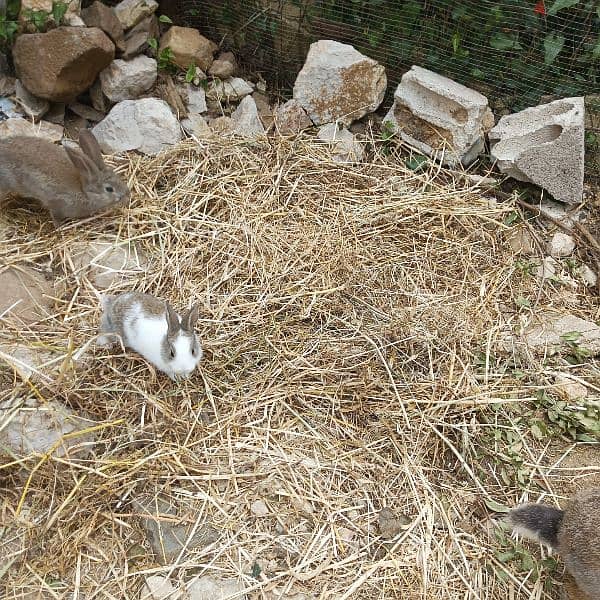 new rabbits for sale 2