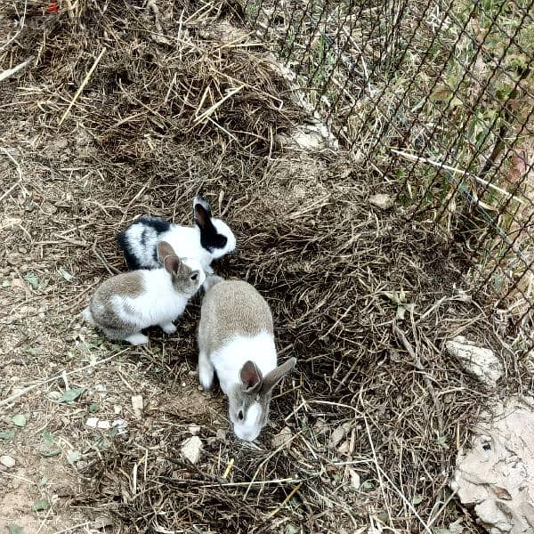 new rabbits for sale 9