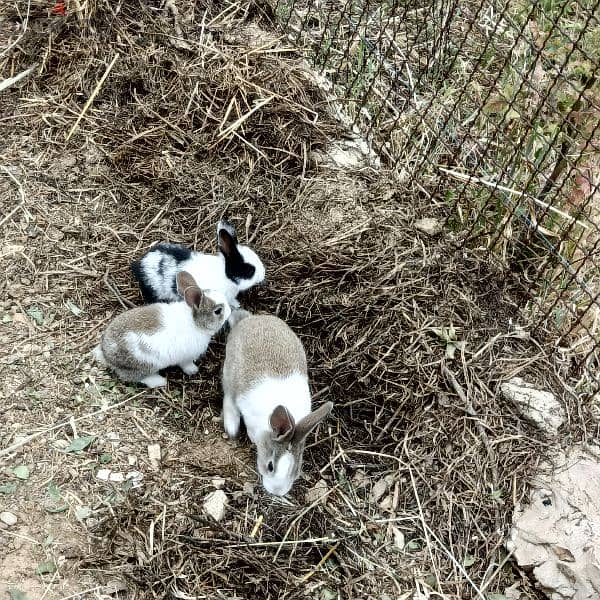 new rabbits for sale 3