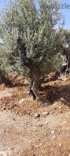 Aged olive trees