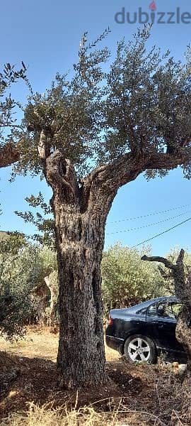 Aged olive trees 1