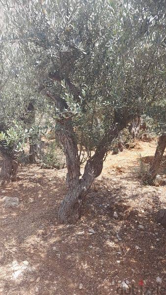 Aged olive trees 2