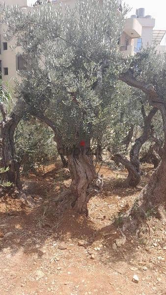 Aged olive trees 3