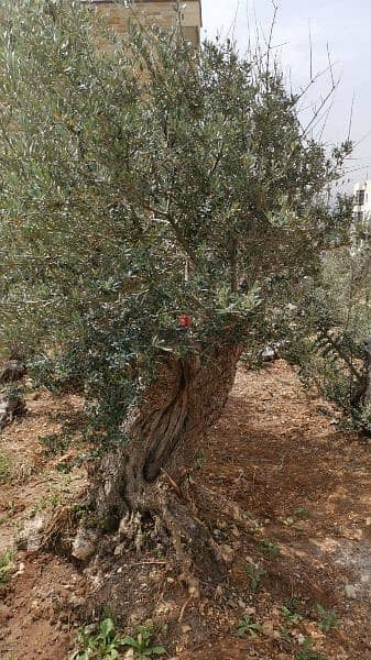 Aged olive trees 5