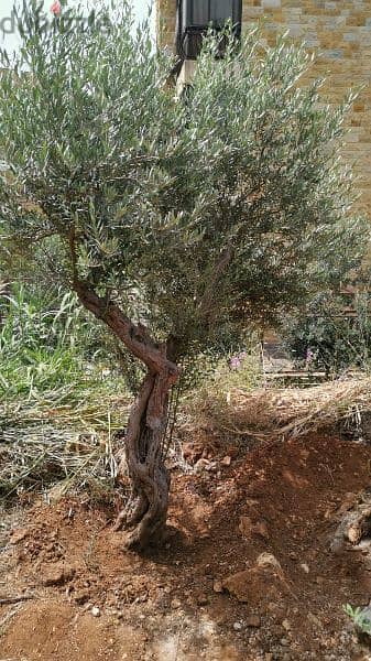 Aged olive trees 6