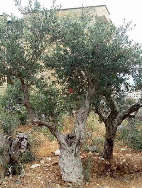 Aged olive trees 8