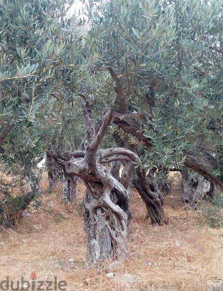 Aged olive trees 11