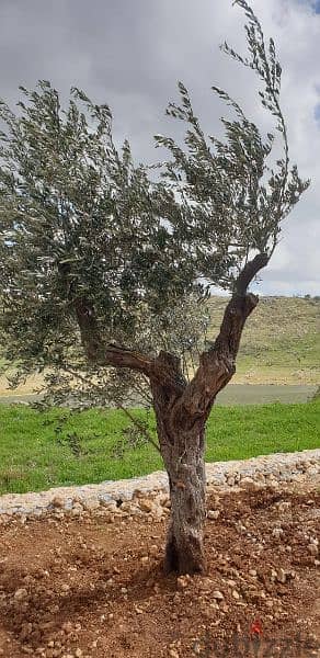 Aged olive trees 12