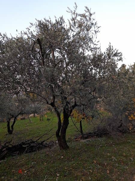 شجر زيتون كبير ومثمر Beautiful productive old age olive trees 0