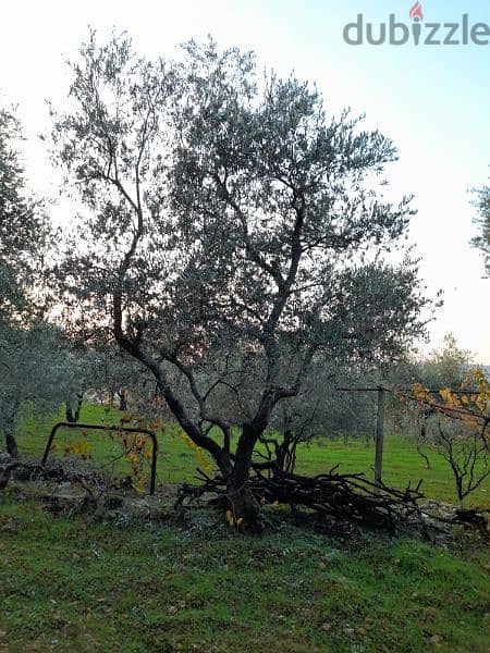 شجر زيتون كبير ومثمر Beautiful productive old age olive trees 1