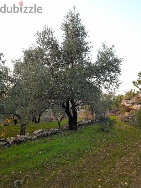 شجر زيتون كبير ومثمر Beautiful productive old age olive trees 2