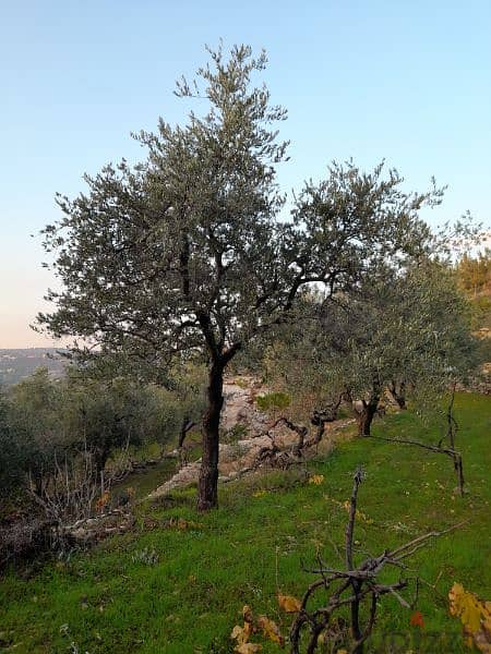 شجر زيتون كبير ومثمر Beautiful productive old age olive trees 3