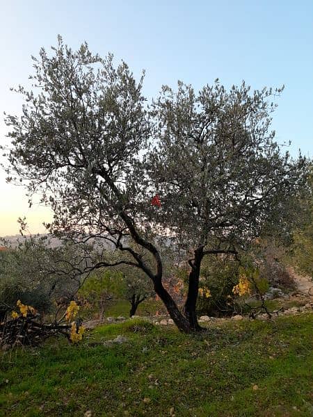 شجر زيتون كبير ومثمر Beautiful productive old age olive trees 4