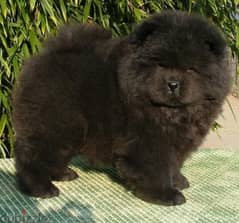 chowchow puppies 0