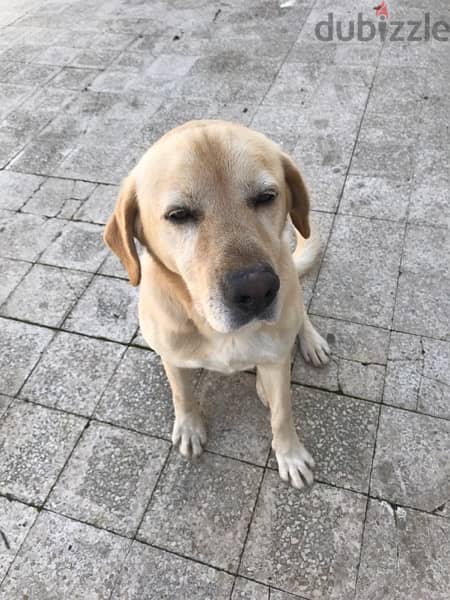 Labrador for adoption 0