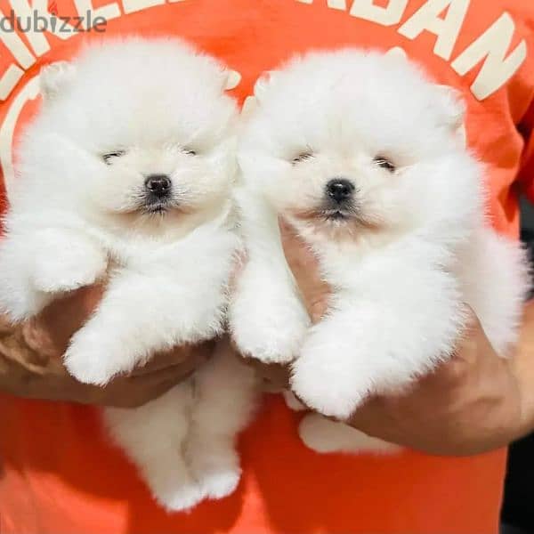 All kind of pomeranian puppies 1