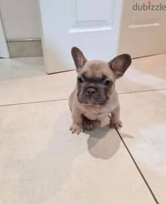 french bulldog fawn CUTENESS imported