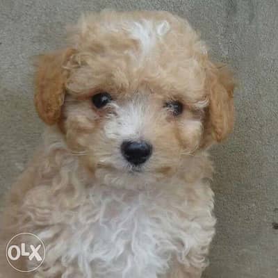 Mini Goldendoodle puppy imported