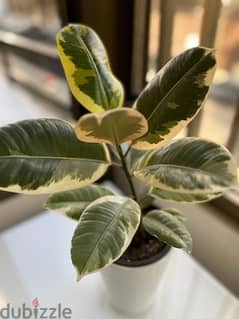 Ficus Elastica Tineke for sale (variegated elastic plant)