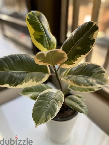 Ficus Elastica Tineke for sale (variegated elastic plant) 0