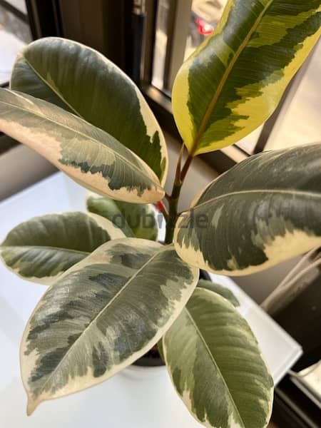 Ficus Elastica Tineke for sale (variegated elastic plant) 1