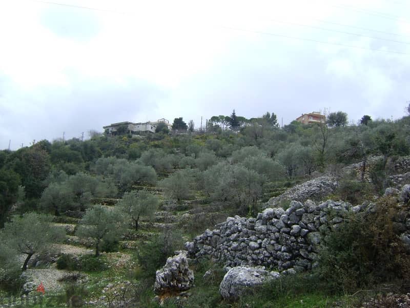 Catchy price 33$/sqm in jbeil/El kherbe with 80 olives tree 0