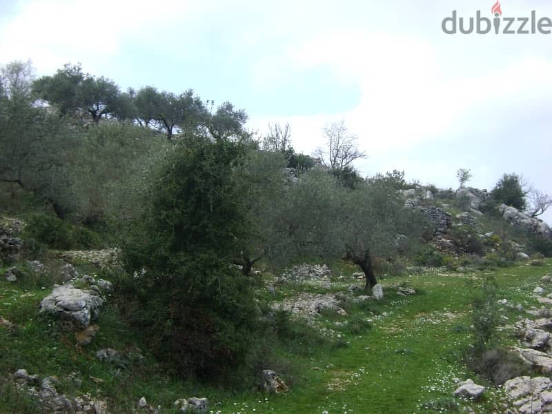 Catchy price 33$/sqm in jbeil/El kherbe with 80 olives tree 1