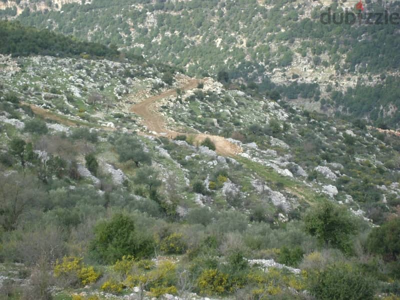 Catchy price 33$/sqm in jbeil/El kherbe with 80 olives tree 2