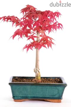Red Japanese maple bonsai