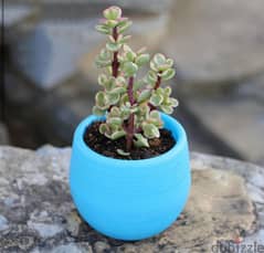 mini planting or home decoration pots