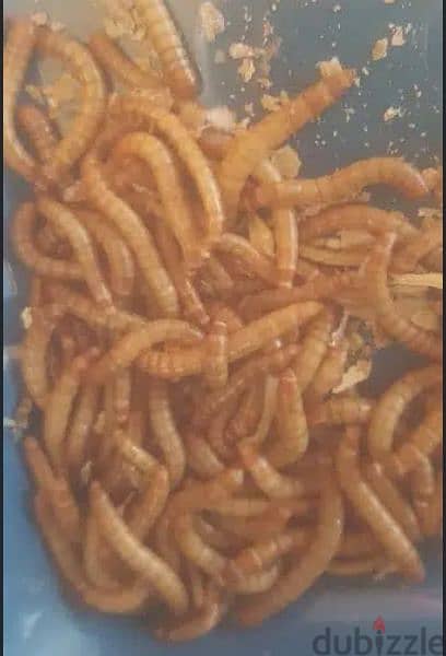 mealworms, دود قبابي 3