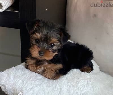 Yorkshire Imported Yorkie TINY