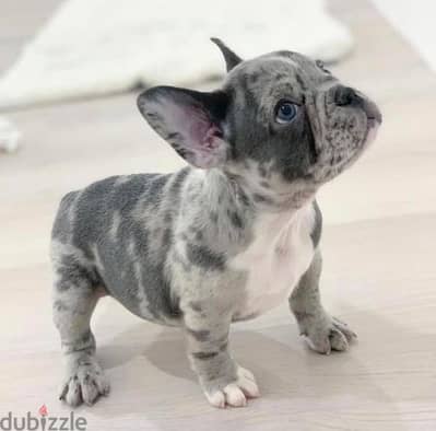 French bulldog Merle Puppy DELIVERY Dog