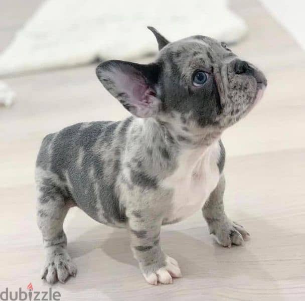 French bulldog Merle Puppy DELIVERY Dog 0