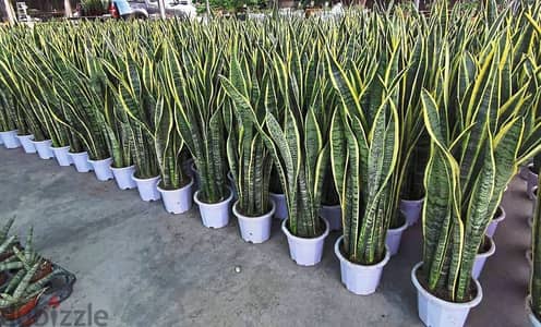 Snake plant/ sanseveria