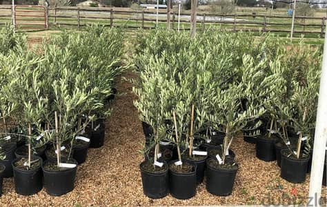 spanish Arbequina olive trees شجر زيتون إسباني آربيكانا