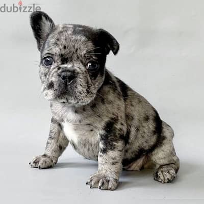 French bulldog Merle - Puppies dog كلاب