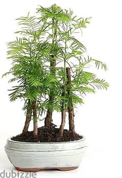 Redwood bonsai/ Metasequoia