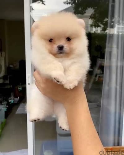 Pomeranian Spitz cream delivery