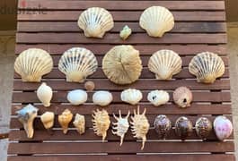 Sea Shells صدف بحر 0